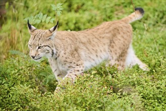 Eurasian lynx (Lynx lynx) walking through the forest, Bavaria, Germany, Europe