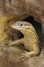 Spiny-tailed monitor (Varanus acanthurus), captive, occurring in Australia