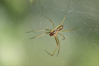 Garden canopy spider (Linyphia hortensis), canopy spider, male, North Rhine-Westphalia, Germany,