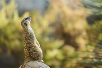 Meerkat (Suricata suricatta) standing on a little hill, captive, distribution Africa