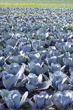 Red cabbage, red cabbage, blue cabbage, blue cabbage, winter vegetables growing in a field, Hegau,