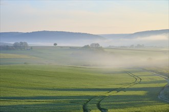 Morning landscape with meadows and trees in the fog, sunrise behind hills, Mönchberg, Miltenberg,