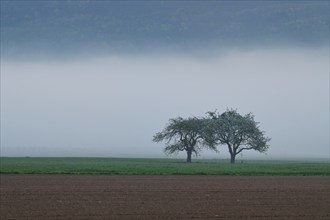 Foggy morning landscape with green meadows, apple trees and rolling hills at sunrise, spring,