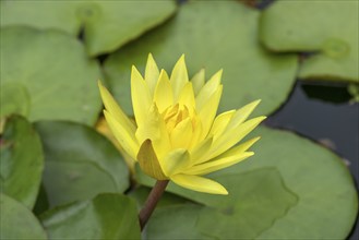 Yellow water lily (Nymphaea), Botanical Garden, Erlangen, Middle Franconia, Bavaria, Germany,