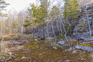 Rock face at an old disused limestone quarry with growing pine trees