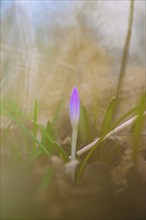 Nature photograph of a spring crocus (Crocus vernus) in diffuse light, Neustadt am Rübenberge,