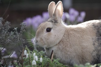 Rabbit (Oryctolagus cuniculus domestica), Portrait, Spring, Garden, Easter, A brown rabbit sits