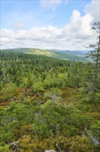 Vegetation with Norway spruce (Picea abies) and colored European blueberry (Vaccinium myrtillus) on