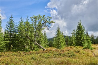 Vegetation with Norway spruce (Picea abies), an old rowan (Sorbus aucuparia) tree and colored