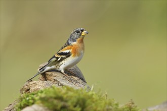 Brambling (Fringilla montifringilla), male sitting on a tree root in the forest, Wilnsdorf, North