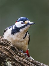 Great Spotted Woodpecker, Dendrocopos major, bird in forest at winter sun