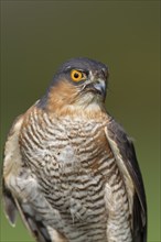 Eurasian sparrowhawk (Accipiter nisus) adult male bird portrait, England, United Kingdom, Europe