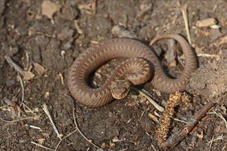 Common european viper (Vipera berus), juvenile, North Rhine-Westphalia, Germany, Europe