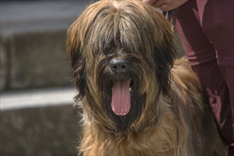 Portrait of a Briard, French dog breed, Mecklenburg-Vorpommern, Germany, Europe