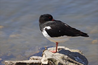 Oystercatcher (Haematopus ostralegus) standing on a stone and resting with beak in feathers, North