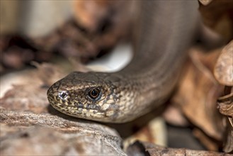 Western slow worm (Anguis fragilis) in dry autumn leaves, animal portrait, Hesse, Germany, Europe