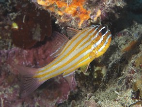 Golden-striped cardinalfish (Apogon cyanosoma), House Reef dive site, Mangrove Bay, El Quesir, Red