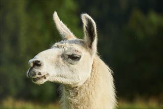 Llama (Lama glama), portrait, Tirol, Kitzbühel, Wildpark Aurach, Austria, Europe