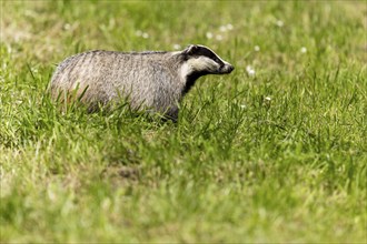 A badger standing in a wide field under a bright sky, european badger (Meles meles), Germany,