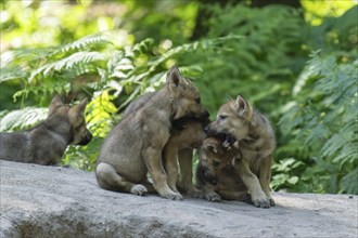 Three wolf pups playing together on a rock in a green forest, European grey gray wolf (Canis