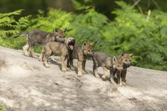 Five wolf pups explore a sandy hill in the forest together, European grey gray wolf (Canis lupus)