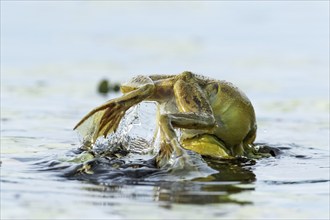 Bull frogs Lithobates catesbeianus. Male bull frog jumping on another male for a territorial fight