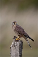 Common kestrel (Falco tinnunculus) adult bird on a fence post with a mouse for food in its talons,