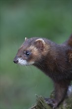 European polecat (Mustela putorius) adult animal portrait, United Kingdom, Europe