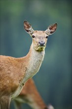 Red deer (Cervus elaphus) hind, portrait, tirol, Kitzbühel, Wildpark Aurach, Austria, Europe