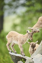 Alpine ibex (Capra ibex) youngsters arguing, standing on a rock, wildlife Park Aurach near