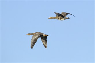 Greater white-fronted geese (Anser albifrons), in flight, against a blue sky, Lower Rhine, North