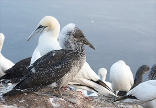 A gannet (Morus bassanus) (synonym: Sula bassana) next to a young bird on a rock with other birds