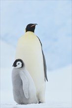 Emperor penguins, Aptenodytes forsteri, with a Chick, Snow Hill Island, Antartic Peninsula,