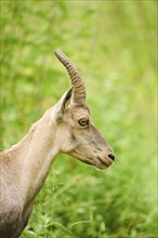 Alpine ibex (Capra ibex) female, portrait, wildlife Park Aurach near Kitzbuehl, Austria, Europe