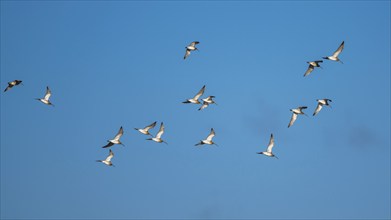 Black-tailed Godwit, Limosa limosa, 111 Black-tailed Godwit, Limosa limosa, birds in flight on blue