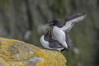 Razorbill (Alca torda), copulation, Latrabjarg, Westfjords, Iceland, Europe