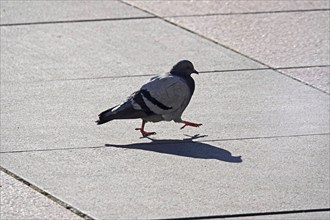 City pigeon with shadow, wintertime, Saxony, Germany, Europe