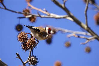 European goldfinch (Carduelis carduelis) in an amber tree, winter, Saxony, Germany, Europe