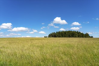 Forest, landscape, pasture with high grass, vastness, clouds, summer in Hochsauerlandkreis, North