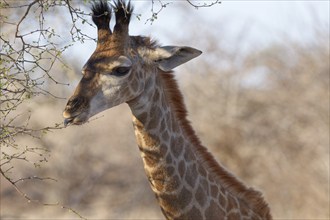 South African giraffe (Giraffa camelopardalis giraffa), young animal feeding on leaves, tongue out,