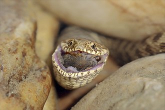 Dice snake (Natrix tessellata) with preyed fish, Provence, southern France