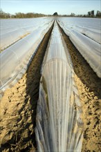 Plastic sheeting cloches protecting early vegetable crop in field, Hollesley, Suffolk, England,