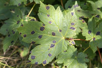 Tarspot or tar spot leaf disease Rhytisma acerinum fungus leaves sycamore tree, Acer