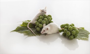 Two small white mice with bunches of green grapes on a white background