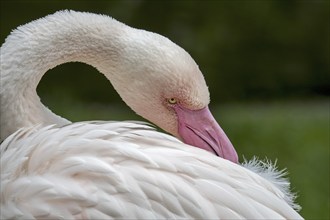 Close-up portrait of greater flamingo (Phoenicopterus roseus) preening feathers with pink beak