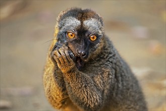 Southern red-fronted brown lemur (Eulemur rufifrons) at Lemur Island near Andasibe, Moramanga,