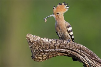 Hoopoe, (Upupa epops), on perch with prey, family Hoopoes, formerly raptors, Hides de El Taray /