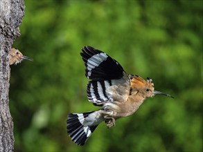 Hoopoe, (Upupa epops), take-off from the breeding den, family Hoopoes, formerly Rackenvögel, Hides