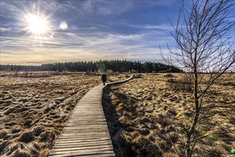 Hiking trail on wooden boardwalks through the High Fens, raised bog, in the Eifel and Ardennes