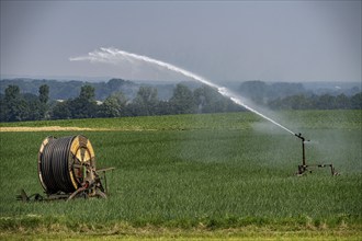 A field with onions is artificially irrigated, water is sprayed onto the field via a sprinkler